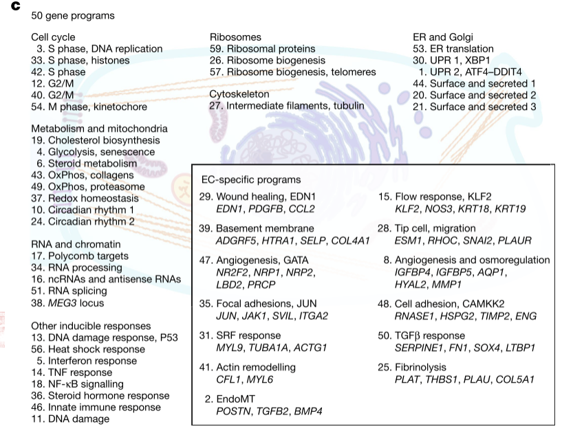 Annotated endothelial and general cellular programs from the presentation