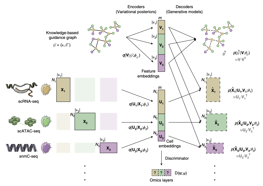 GLUE architecture showing graph, cell and feature embeddings, decoders, and a discriminator